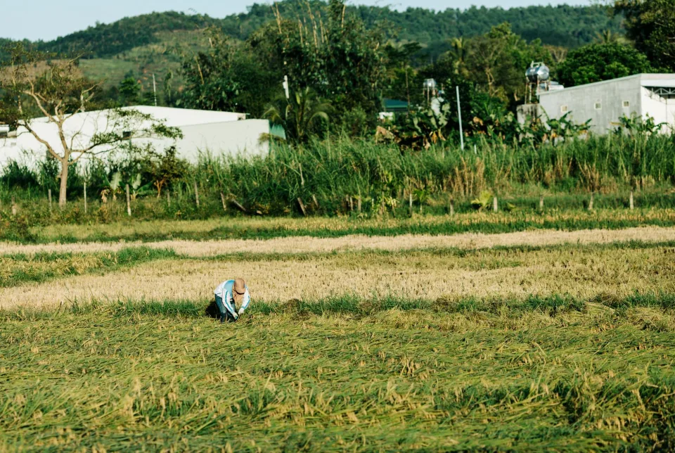Kho gạo của Hồ Quý Tưởng