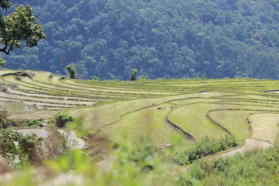 Hạt gạo trong thúng